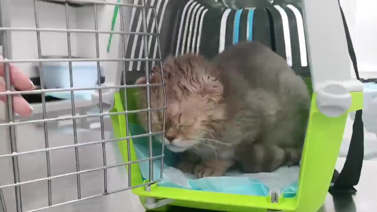 Кадр из видео